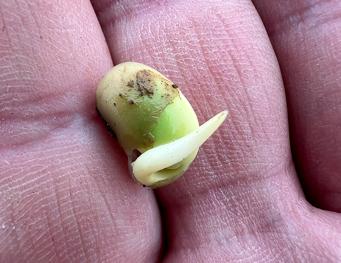 2025-Organic-Soybeans-1