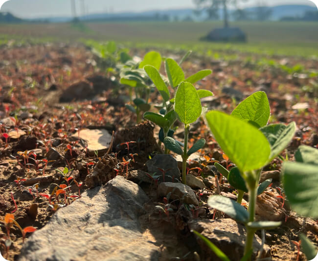 healthy-soil