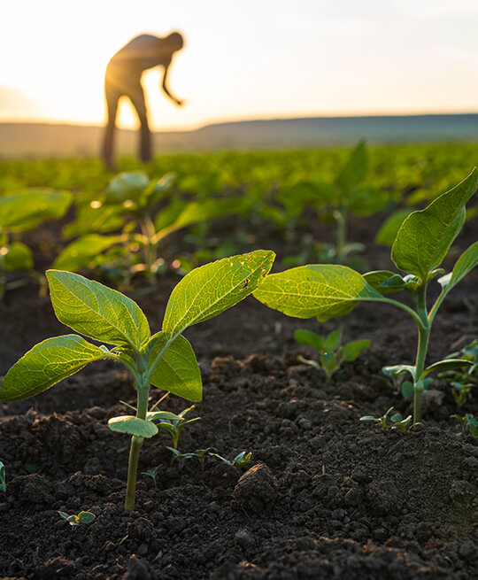 Core-Organic-Farming-Practices