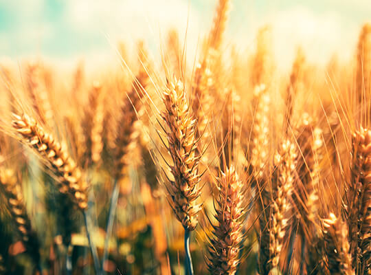 Soil-Health-Research