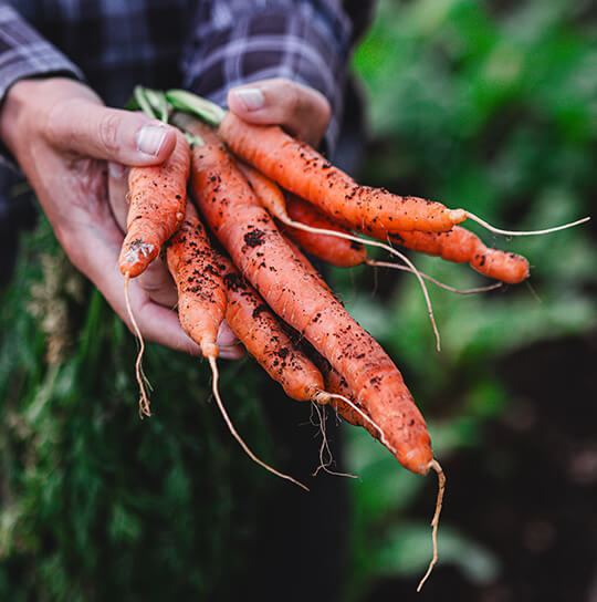 Understanding-Organic-Agriculture