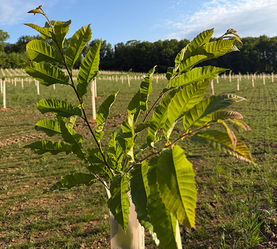 Why-Agroforestry